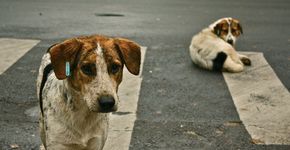 Adoção de animais de rua dá desconto no IPTU em cidade de Santa Catarina
