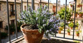 O alecrim é resistente a quase tudo, mas é melhor não plantá lo perto desta planta: veja onde cultivar no jardim e como usá lo
