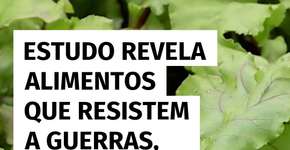 Estudo aponta quais alimentos podem sobreviver a crises globais extremas