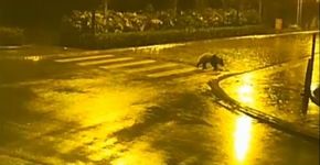 Câmeras flagram urso panda atravessando rua em faixa de pedestre