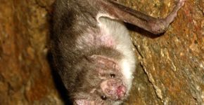 O vampirismo no mundo animal