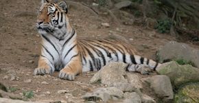 Vídeo mostra tigre deprimido andando em círculos em zoológico