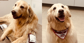 Foto: (Empresa Especial para Cães/Divulgação)