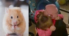 Menino ganha hamster de irmã e cai no choro de tanta emoção; assista ao vídeo