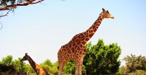8 curiosidades interessantes sobre as girafas 