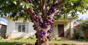 A árvore que produz frutos direto no tronco pra facilitar a coleta e transforma o quintal em um paraíso sem quebrar seu piso