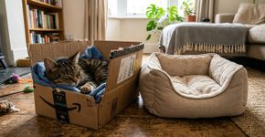 Você compra uma cama nova e o gato escolhe a caixa: o motivo vai além de uma simples teimosia