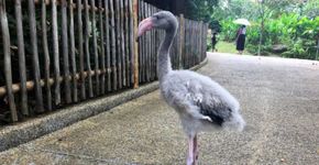 Filhote de flamingo resgatado ganha botas ortopédicas