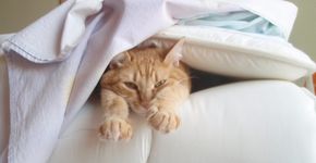 Como encontrar gatos perdidos
