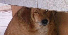 Cão super obeso rouba as atenções em Mato Grosso