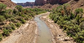 Cientistas estão chocados: as plantas do Colorado estão ficando sem reservas de água no verão devido à seca extrema