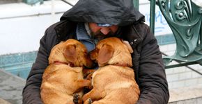 Instituição ajuda moradores de rua e seus cães; veja fotos
