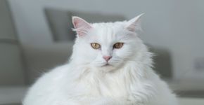 7 raças de gato que se destacam pela pelagem branca 