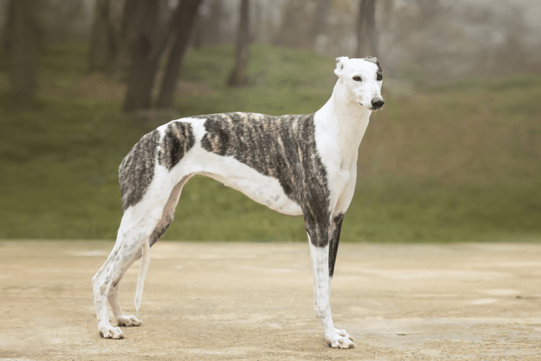 O greyhound combina pernas longas, cintura estreita e pelagem curta em uma estrutura corporal adaptada para correr em alta velocidade (Imagem: Nikaletto | Shutterstock)