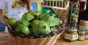 Feira Caminhos do Cambuci reúne delícias derivadas da fruta
