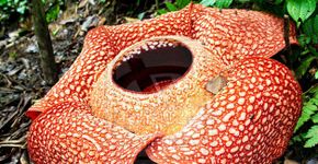 Diretamente da Indonésia, conheça a maior flor do mundo