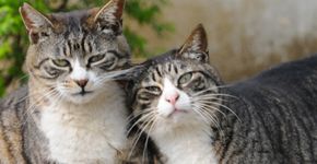 É lei: suíços só poderão adotar animais em pares