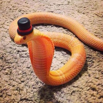 Internautas publicam fotos de cobras usando chapéu (Reprodução/Bored Panda)