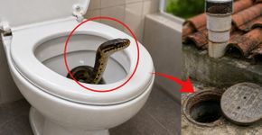 Especialistas afirmam cada vez mais cobras entram vasos sanitários: “A tubulações e redes de esgoto podem servir como entrada para sua moradia.”