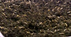 ‘Fazendeiro’ londrino cria milhões de larvas de mosca