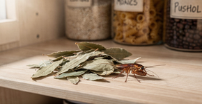 Como afastar baratas da sua casa com o cheiro natural de louro que elas evitam
