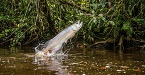 O aruanã não procura alimento apenas dentro do rio: esse peixe amazônico consegue saltar para capturar presas e alcançar pequenos animais nos galhos baixos sobre a água