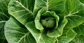 Vitamina E: Você sabe a importância e onde encontrá-la?