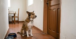 Segundo especialistas em bem-estar animal, por quanto tempo um cachorro pode ficar sozinho em casa?
