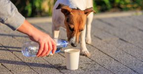 10 dicas para ajudar animais de rua 