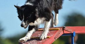 Descubra qual é o cachorro ideal para ter na sua casa