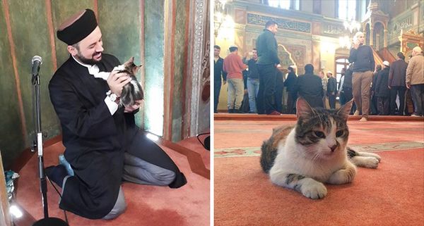 Mesquita abre suas portas para gatos de rua ficarem aquecidos