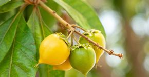 5 benefícios da fruta murici para a saúde e como incluí-la na dieta