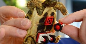 Tartaruga ganha rodinhas de LEGO para se locomover