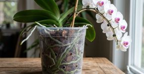 Orquídea em vaso transparente não é apenas uma escolha estética: observar as raízes ajuda a perceber excesso de água antes que as folhas mostrem o problema