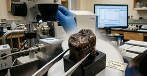 Dentes de Homo naledi encontrados no fundo de uma caverna revelaram um detalhe estranho: todos podem pertencer a fêmeas