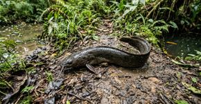 Este peixe sobrevive fora d’água por períodos surpreendentes e consegue atravessar o solo em busca de outro ambiente aquático