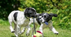 Brincadeiras para se divertir com seu cão ao ar livre