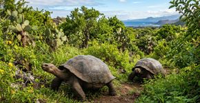 Entre 1997 e 2006, as Ilhas Galápagos lançaram uma operação tão extrema quanto surpreendente para salvar suas tartarugas gigantes: removeram mais de 140.000 cabras invasoras usando helicópteros, GPS e uma estratégia tão incomum quanto controversa
