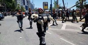 Cachorro é carregado por policial durante desfile e foto viraliza