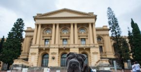 Parque Independência tem gramado e um bosque fresquinho para os pets