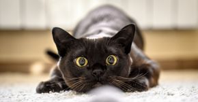 Foto: (scaliger/istock)