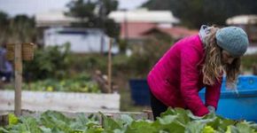 Horta comunitária em Florianópolis promove saúde e socialização