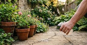 Como usar vinagre contra formigas no jardim e quais cuidados tomar para não prejudicar as plantas ao redor