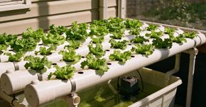 Quanto você gasta pra fazer uma horta profissional em casa