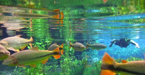 Bonito oferece diversão, ecologia e aventura