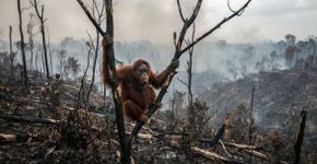 Incêndios florestais atingem 60,2% do habitat dos orangotangos em Kalimantan e colocam a “casa” desses primatas sob forte ameaça
