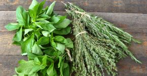 5 plantas aromáticas para cultivar em casa e aproveitar os seus benefícios para a saúde