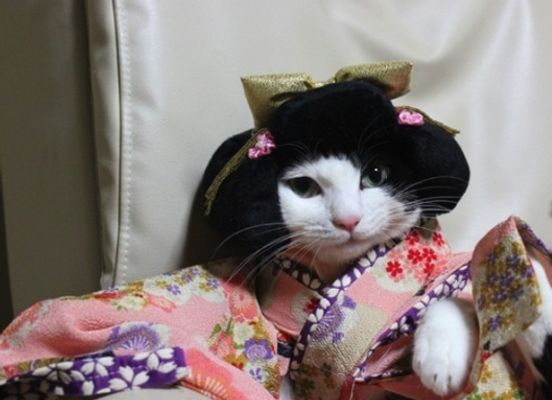 Gatos vestem quimono no Japão/ Imagem: Reprodução/ RocketNews24