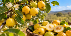A árvore que produz uma fruta pequena e aromática que ainda é pouco encontrada nos mercados