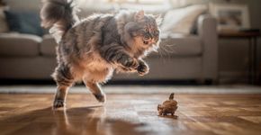 A melhor explicação sobre por que existem tantos gatos com medo de pepino